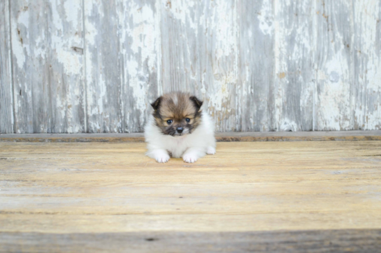 Pomeranian Pup Being Cute