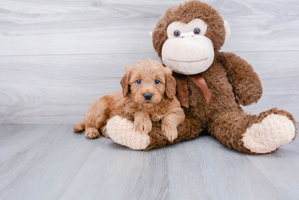 Best Mini Goldendoodle Baby