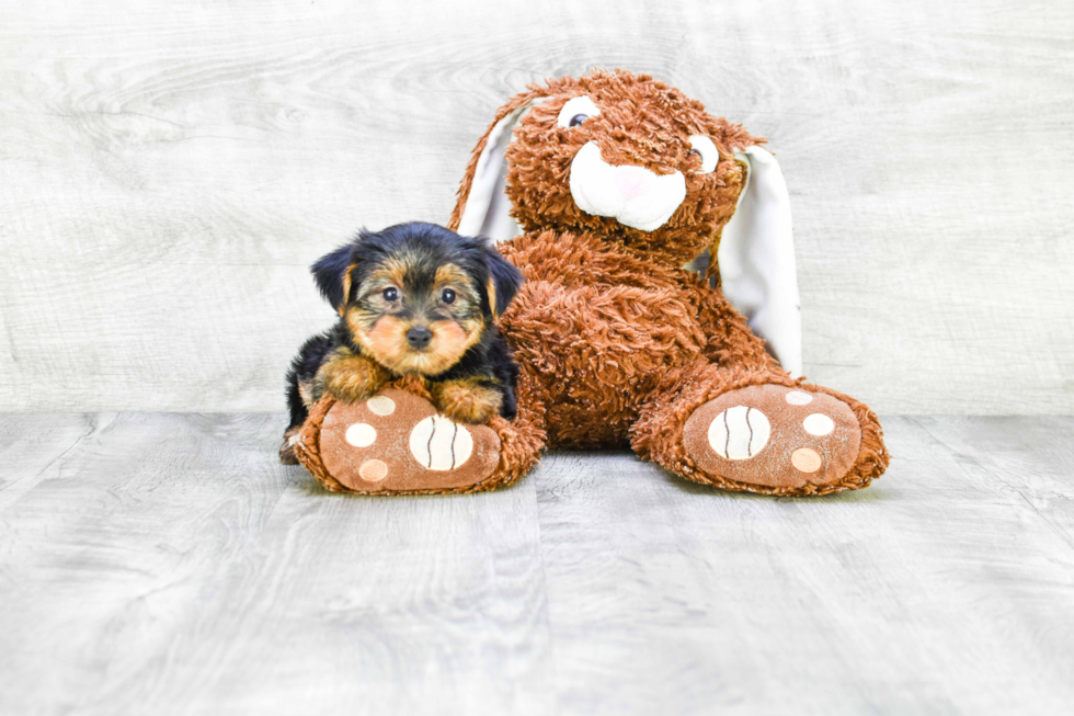 Meet Jeremy - our Yorkshire Terrier Puppy Photo 