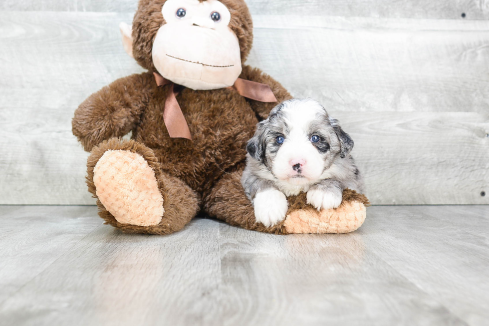 Best Mini Bernedoodle Baby