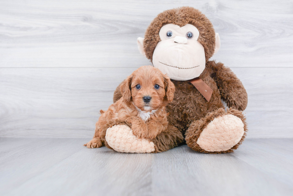 Cavapoo Pup Being Cute