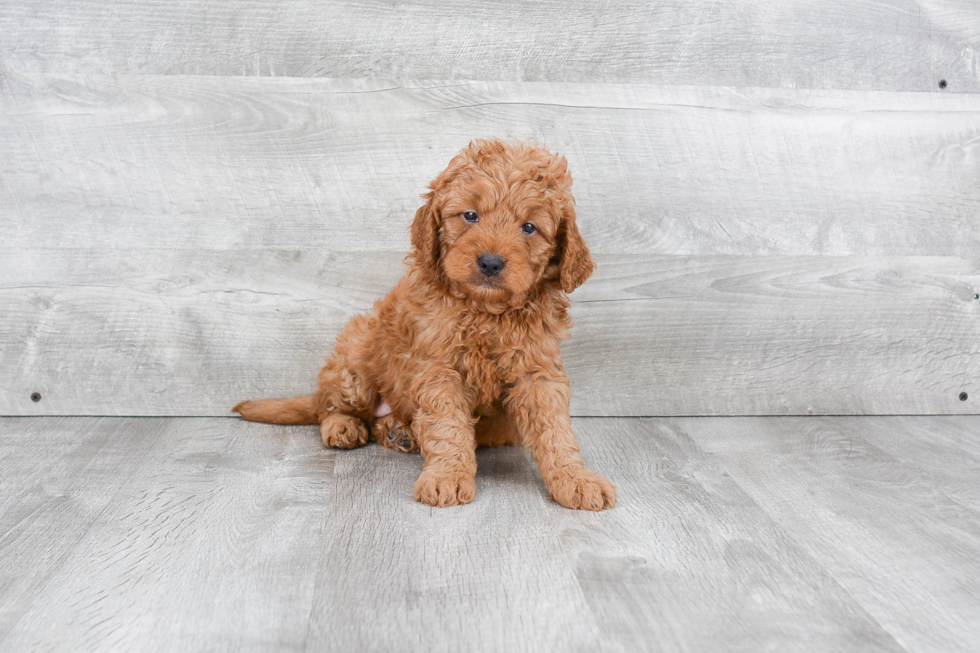 Best Mini Goldendoodle Baby