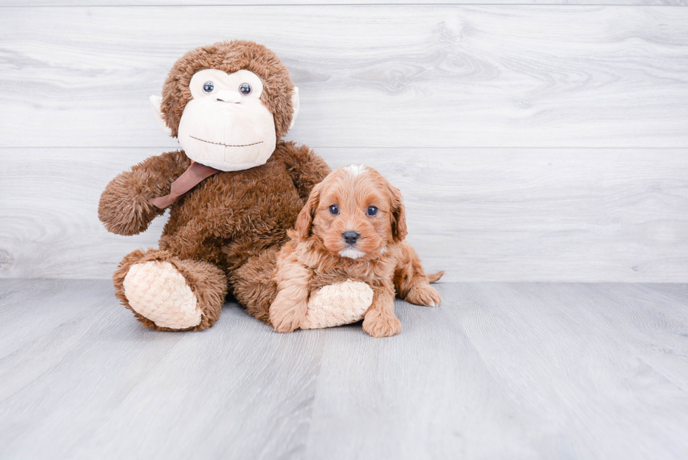 Best Cavapoo Baby