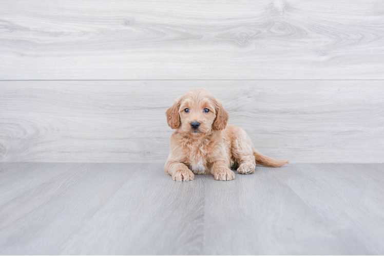 Mini Goldendoodle Puppy for Adoption