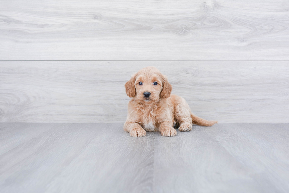 Mini Goldendoodle Puppy for Adoption