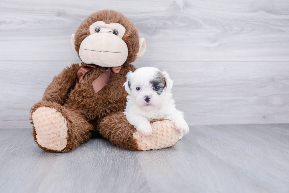 Teddy Bear Pup Being Cute