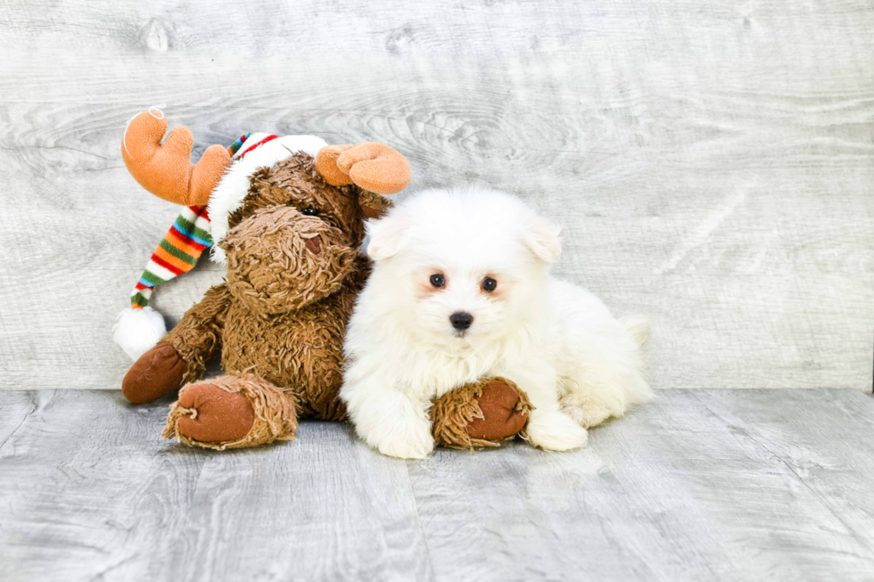 Maltipom Pup Being Cute