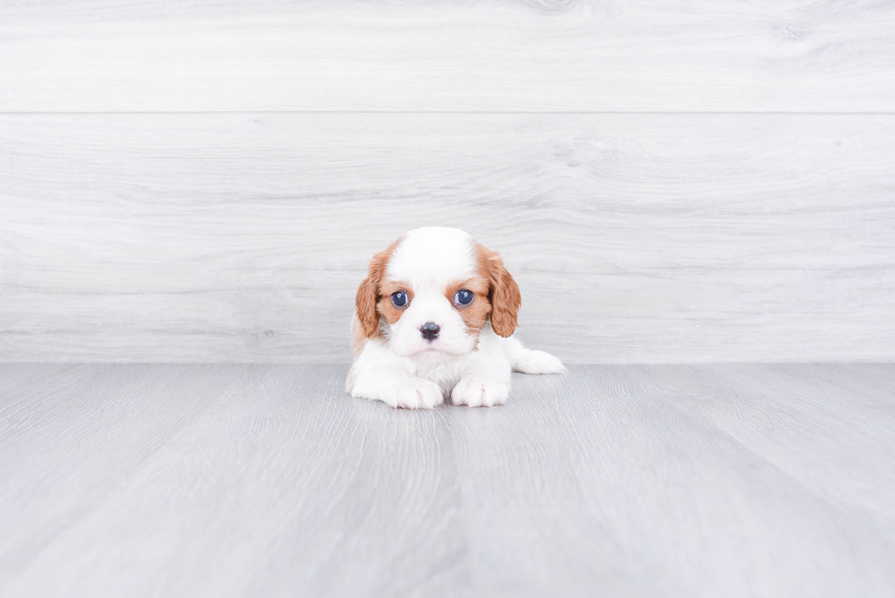 Cavalier King Charles Spaniel Pup Being Cute