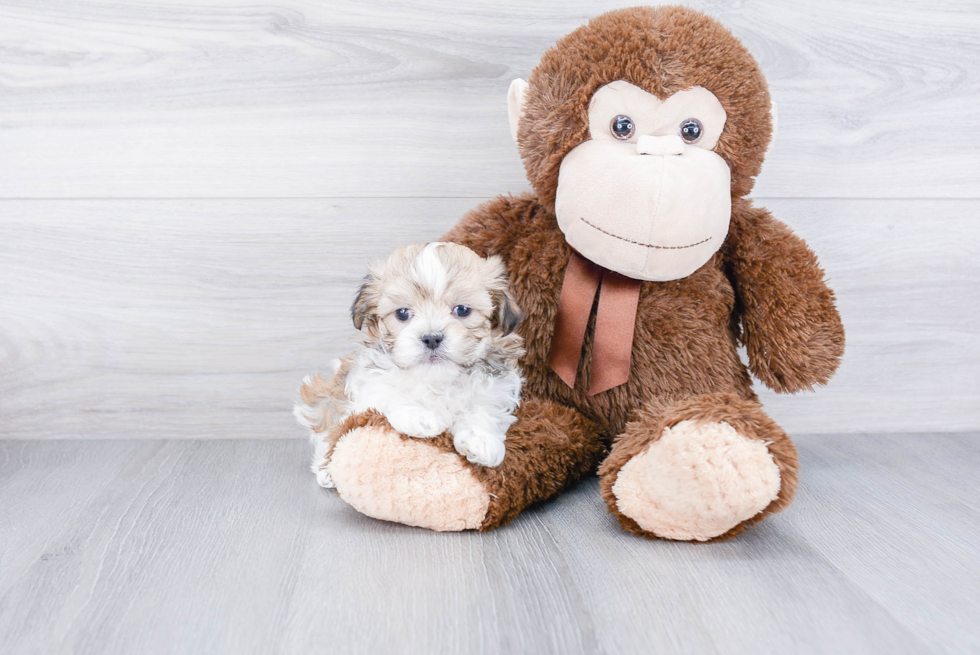 Havanese Pup Being Cute