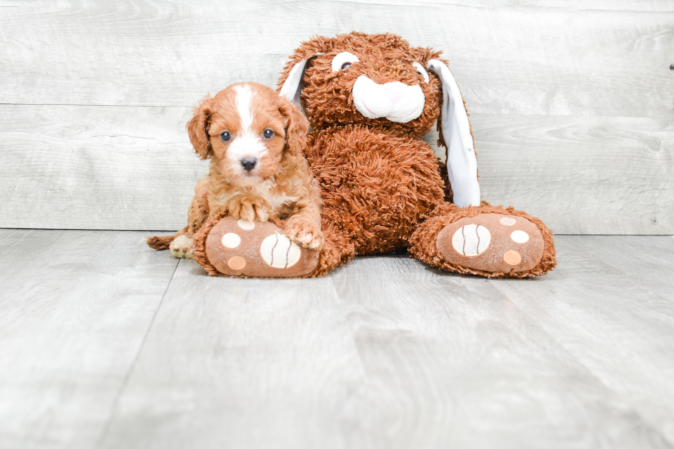 Cavapoo Puppy for Adoption