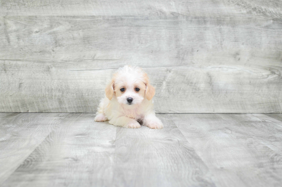 Fluffy Cavachon Designer Pup