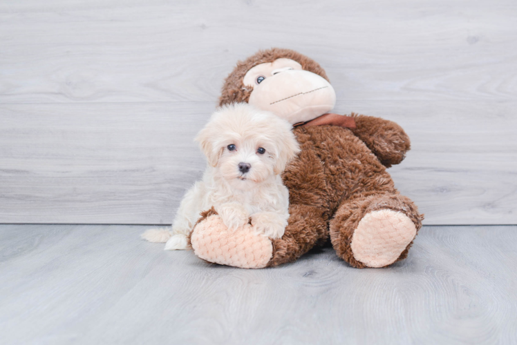 Petite Maltipoo Poodle Mix Pup