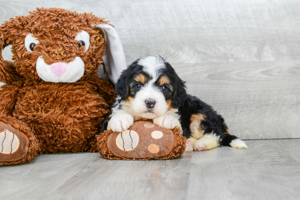 Best Mini Bernedoodle Baby