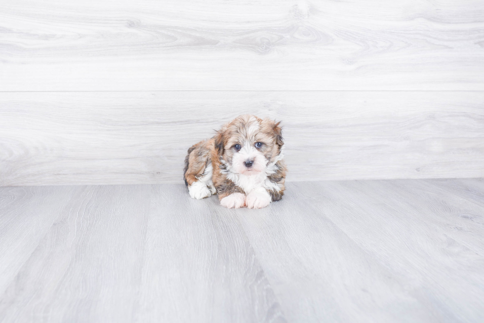 Havanese Puppy for Adoption