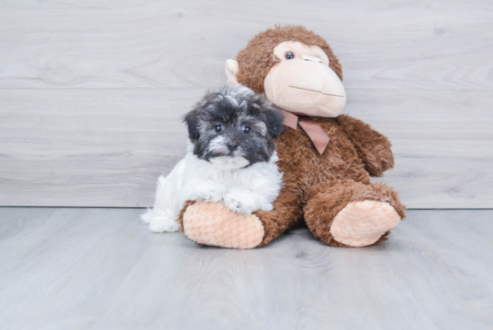 Havanese Puppy for Adoption