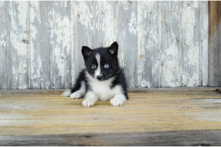 Pomsky Pup Being Cute