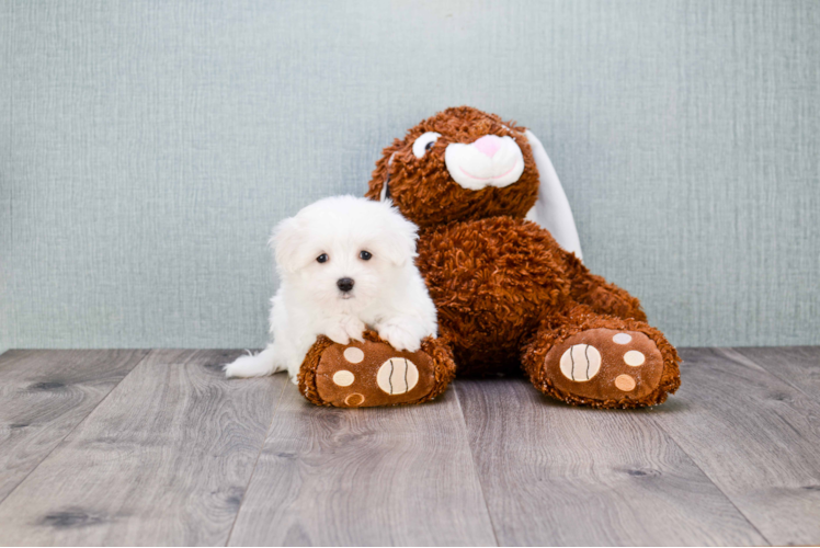 Funny Maltese Purebred Pup