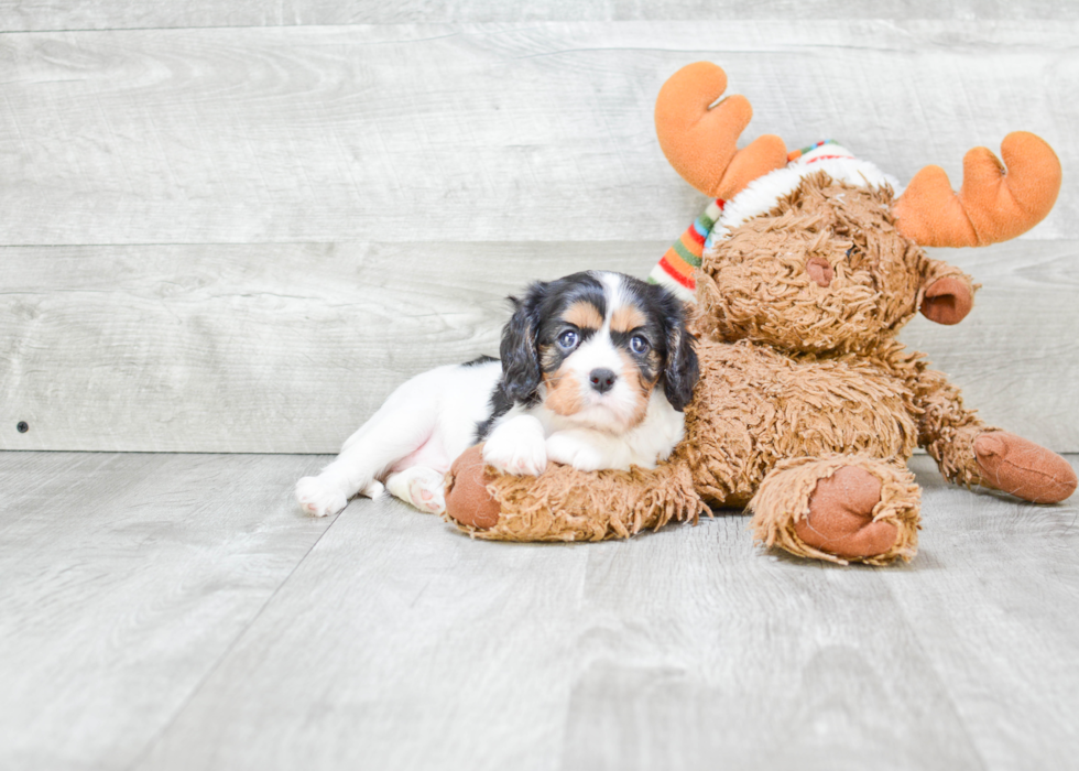 Funny Cavalier King Charles Spaniel Purebred Pup