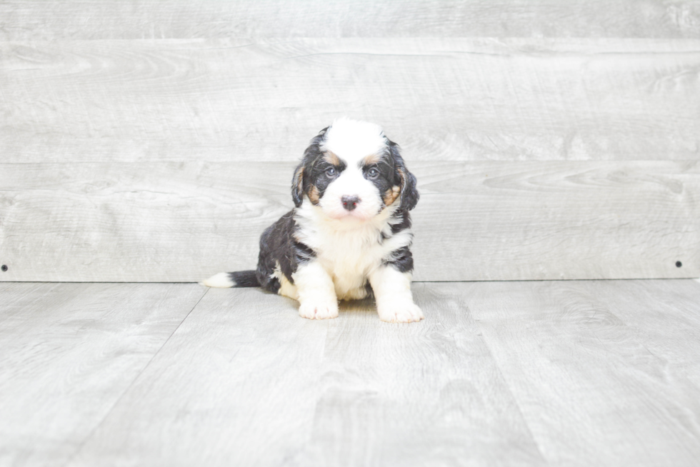 Mini Bernedoodle Puppy for Adoption