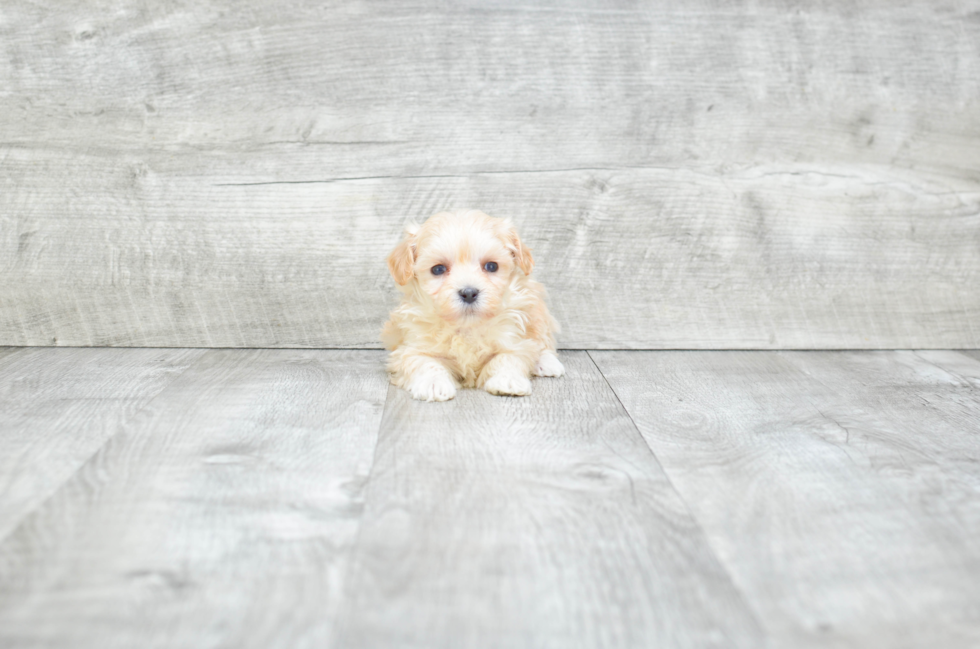 Cute Maltipoo Baby