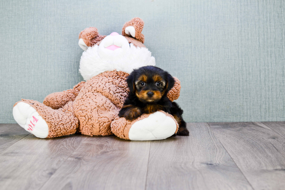 Meet Nugget - our Yorkshire Terrier Puppy Photo 