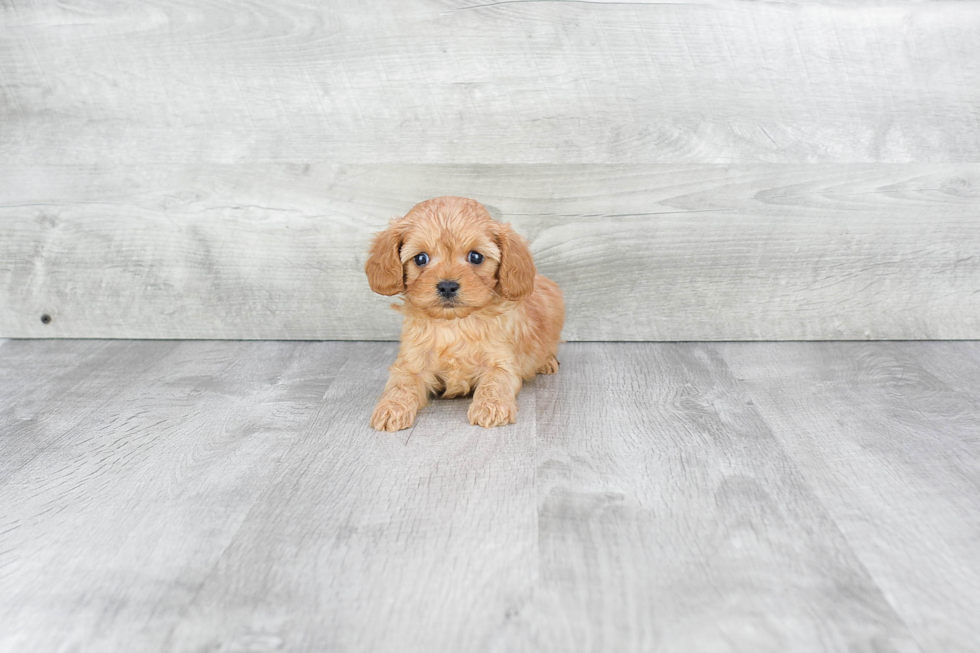 Happy Cavapoo Baby