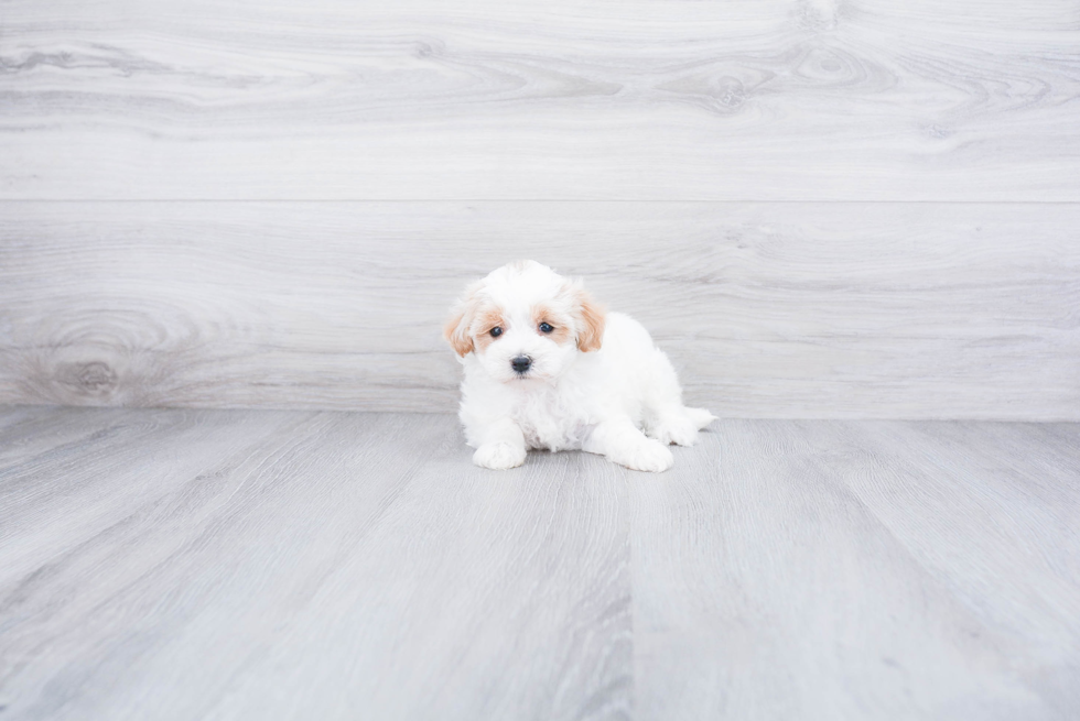 Sweet Maltipoo Baby