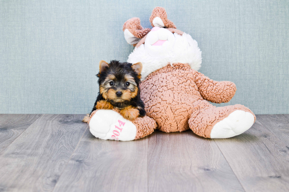 Meet Tinkerbell - our Yorkshire Terrier Puppy Photo 