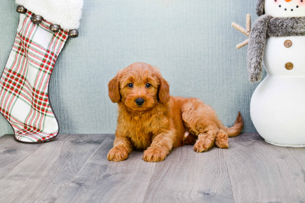 Best Mini Goldendoodle Baby