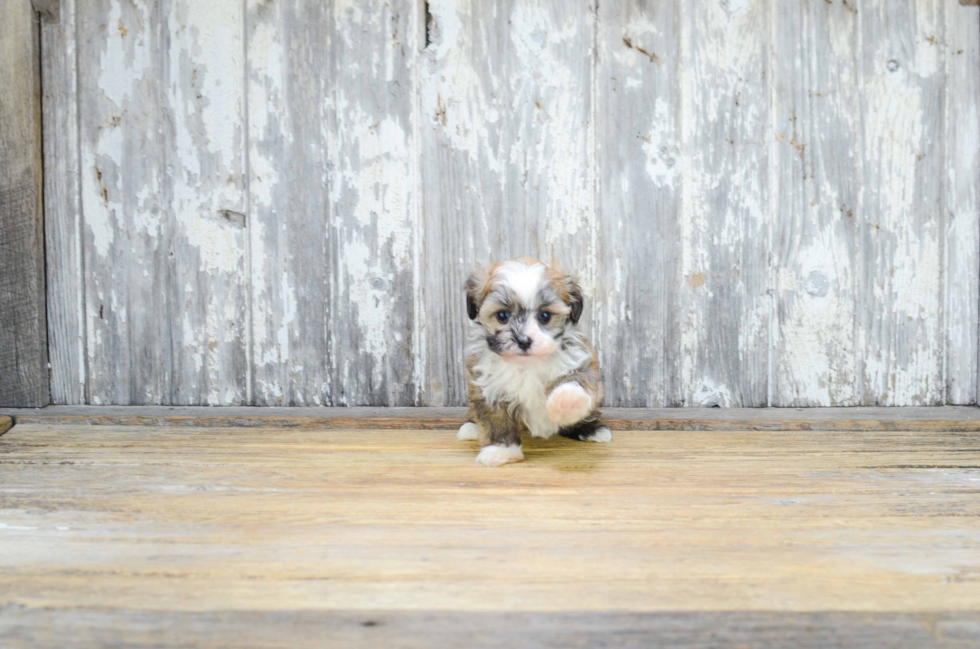 Popular Havanese Purebred Pup