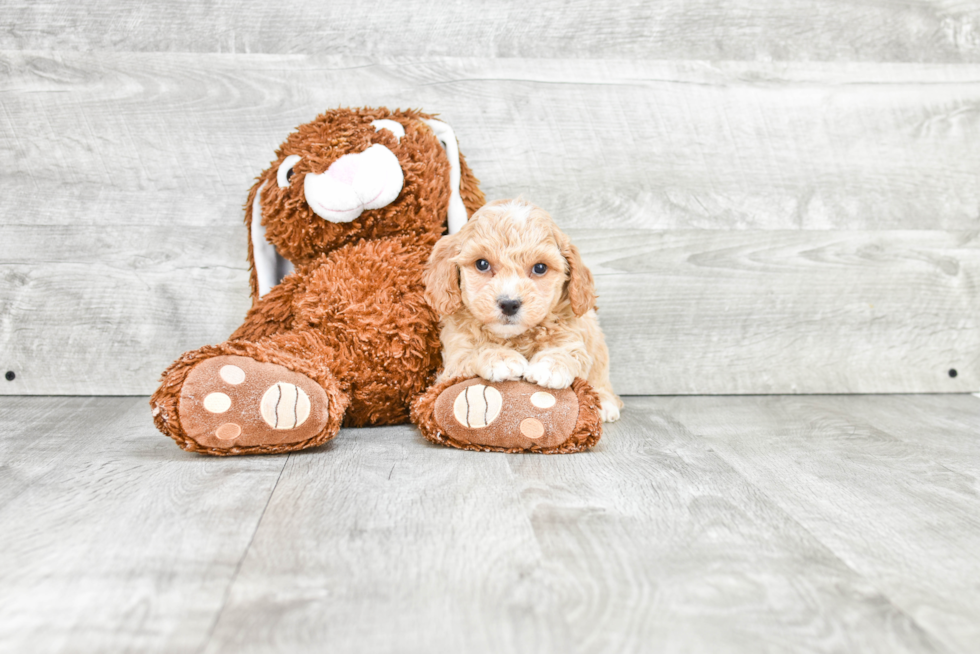 Mini Goldendoodle Puppy for Adoption