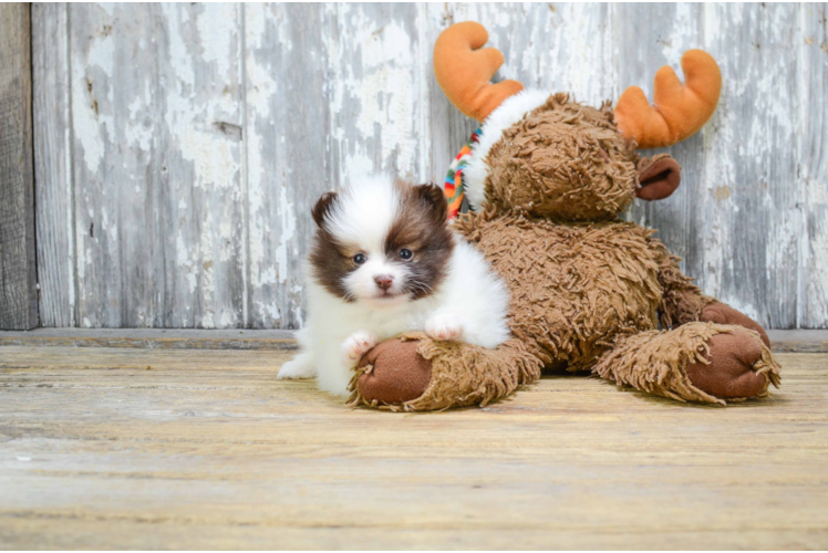 Energetic Pomeranian Purebred Puppy