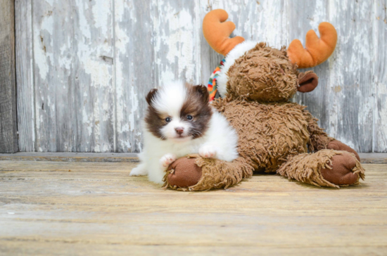 Energetic Pomeranian Purebred Puppy