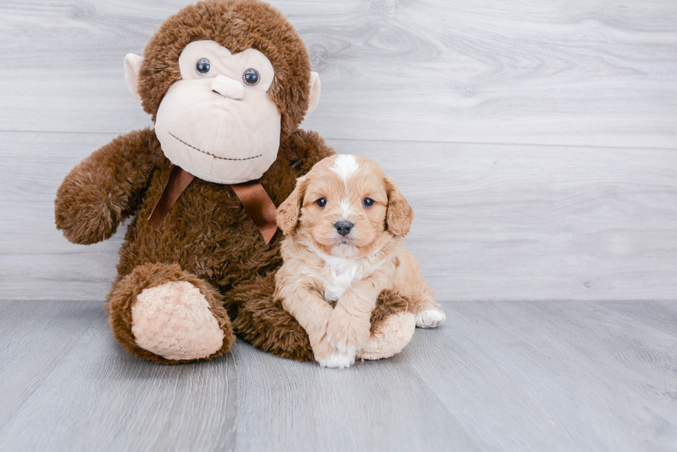 Smart Cavapoo Poodle Mix Pup