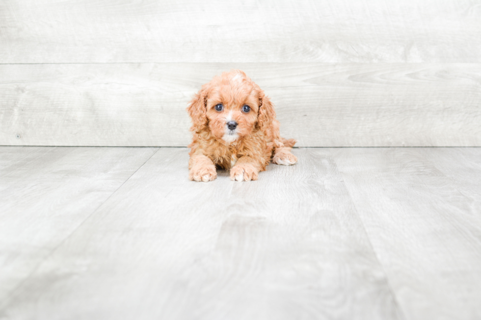 Cavapoo Puppy for Adoption