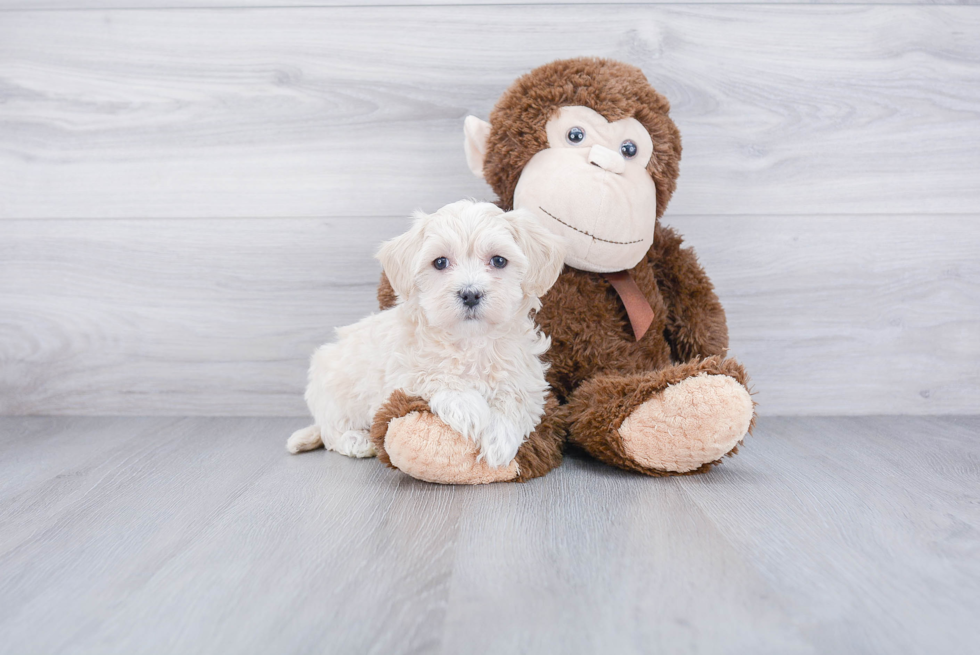 Maltipoo Pup Being Cute