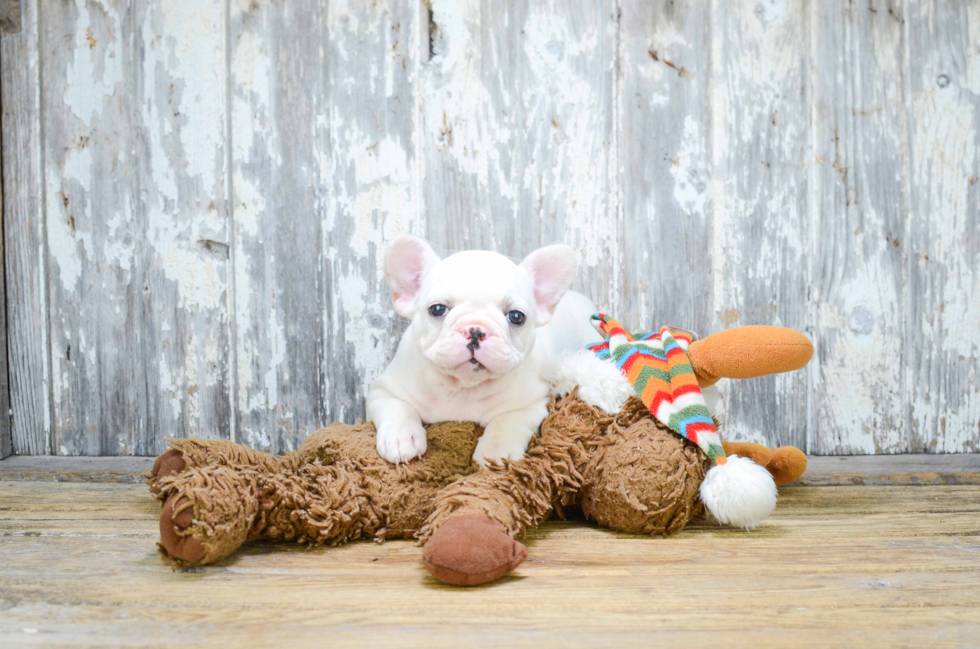 Best French Bulldog Baby