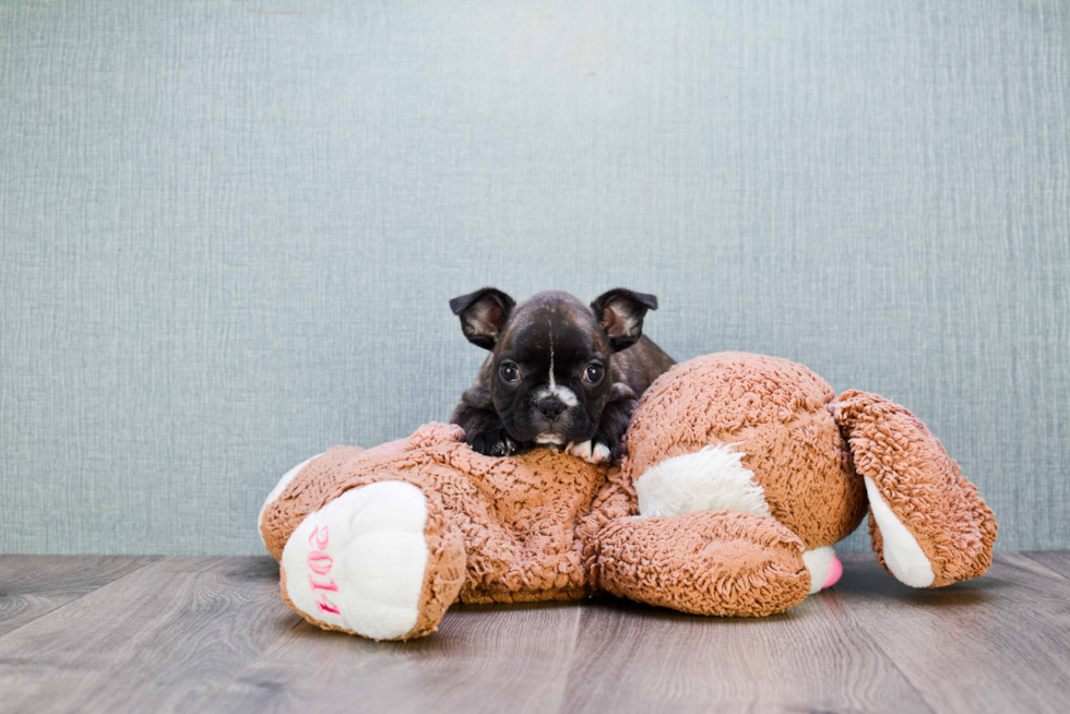 Friendly French Bulldog Purebred Pup