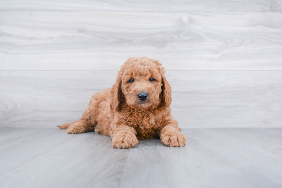 Mini Goldendoodle Pup Being Cute