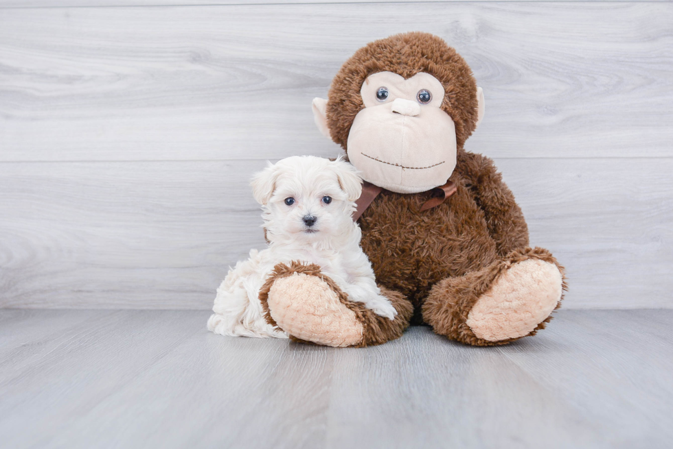 Petite Maltipoo Poodle Mix Pup