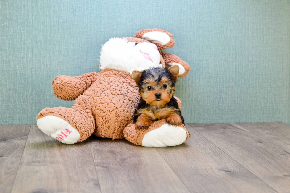 Meet Goldie - our Yorkshire Terrier Puppy Photo 