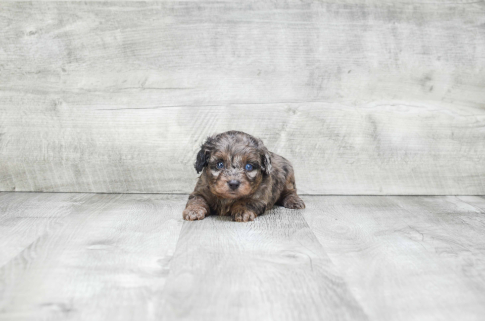 Funny Mini Aussiedoodle Poodle Mix Pup