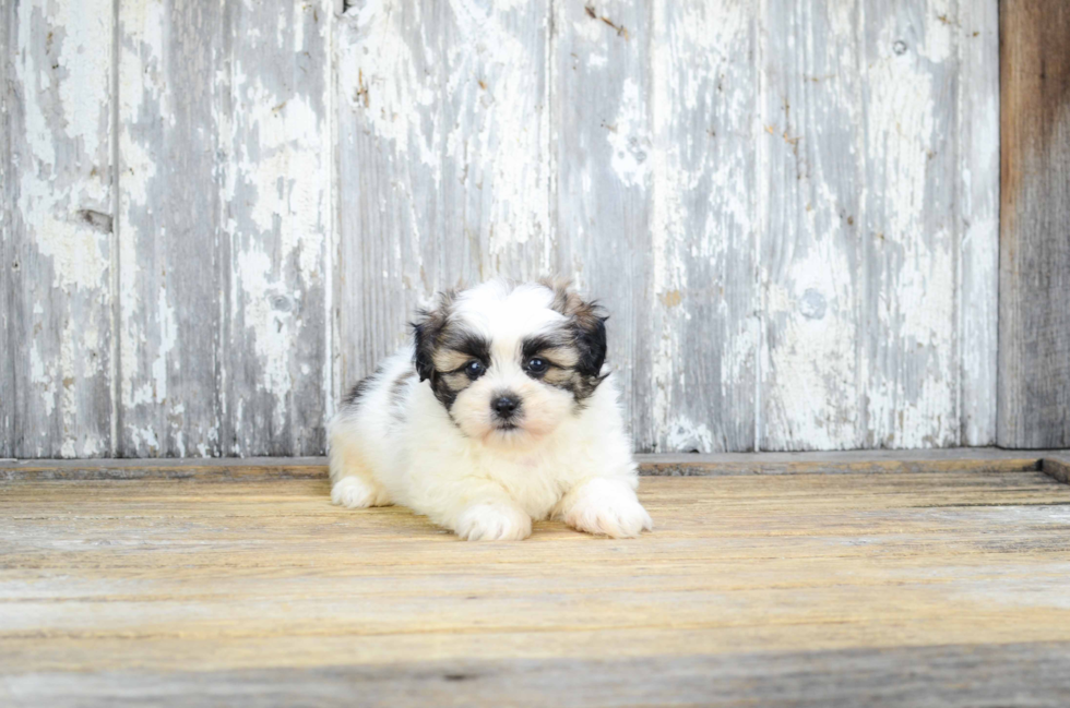 Teddy Bear Pup Being Cute