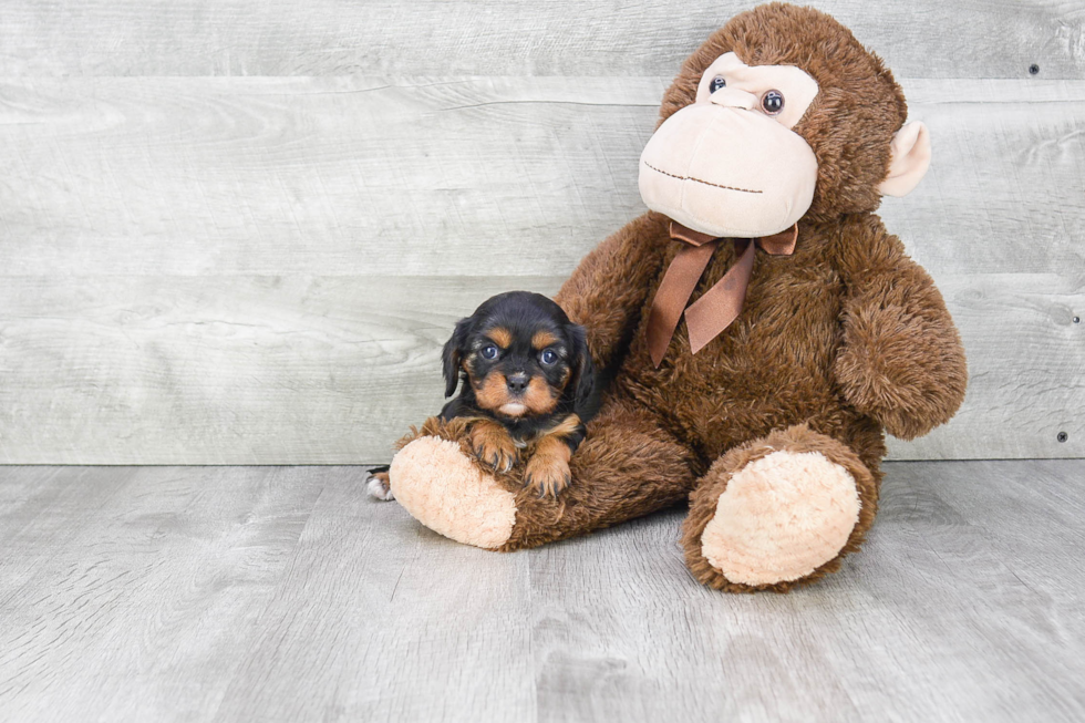 Playful Cavalier King Charles Spaniel Baby