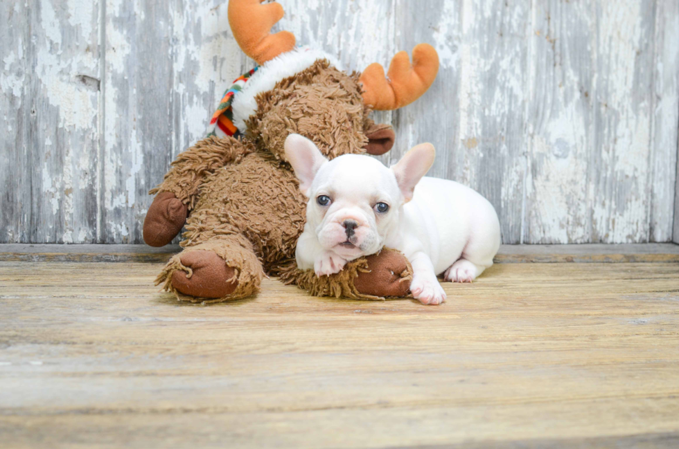 Sweet Frenchie Purebred Puppy