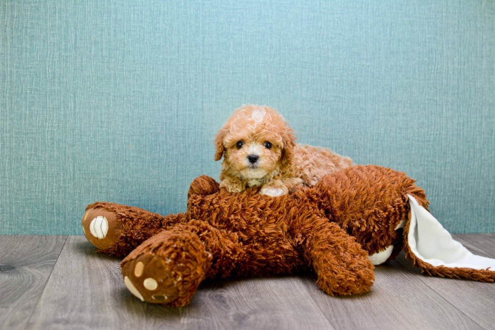 Hypoallergenic Cavoodle Poodle Mix Puppy