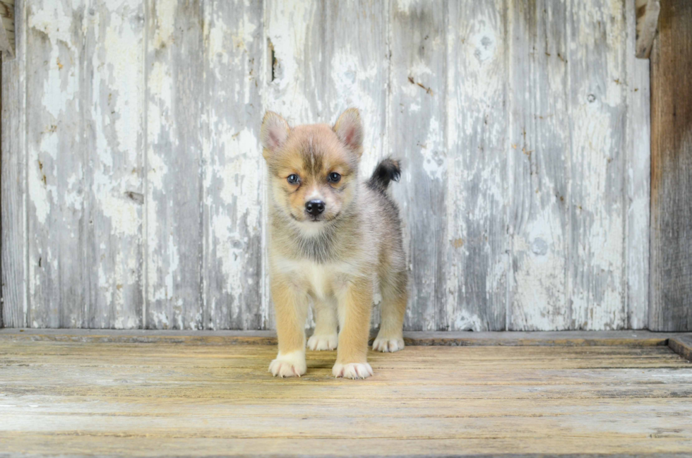 Best Pomsky Baby