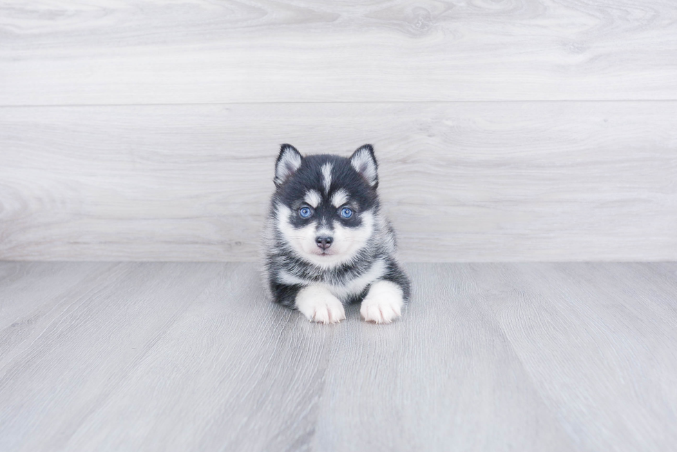 Energetic Mini Husky Designer Puppy