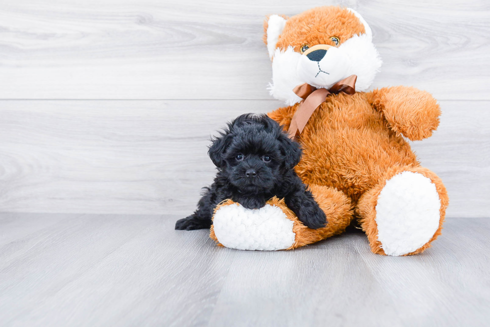 Maltipoo Pup Being Cute