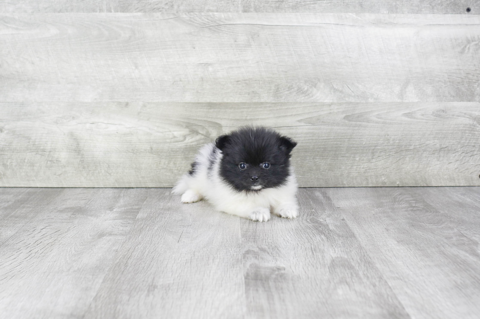 Petite Pomeranian Purebred Puppy